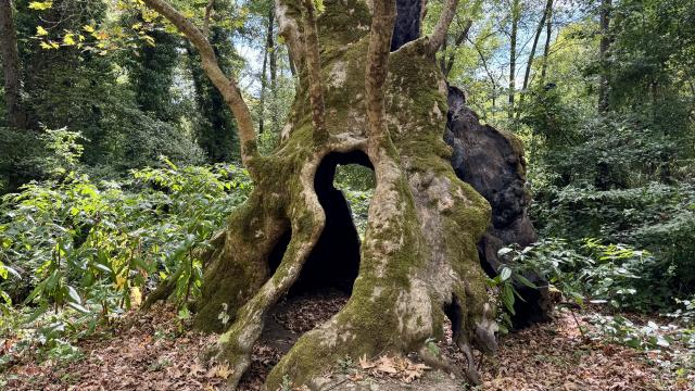 Robin Hood'un Sığınağı 1200 Yıllık Meşe Ağacı Kurudu