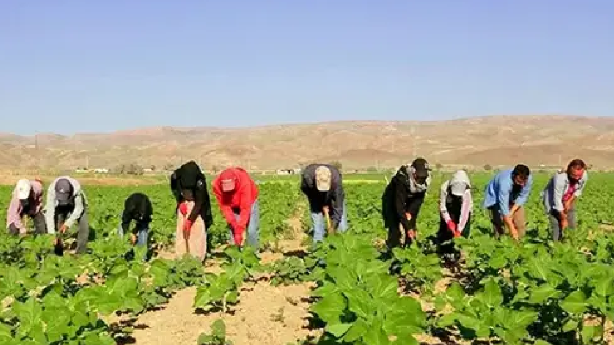 600 km yol gelip sabah 05.00'te tarlaya koşuyorlar: 7 ay sürüyor