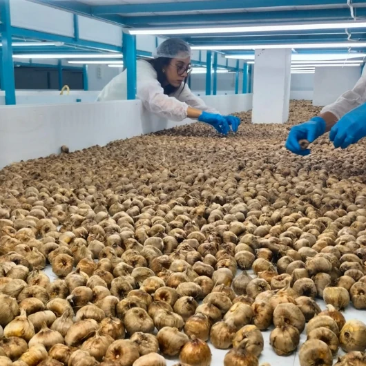 Safran Üretiminde Kapalı Sistem Devrimi: İhracat Yolunda