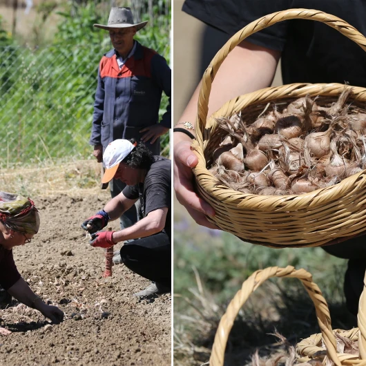 Safranbolu'da Kırmızı Altın Hasadı Başladı: Dünyanın En Pahalı Baharatı Toprakla Buluştu