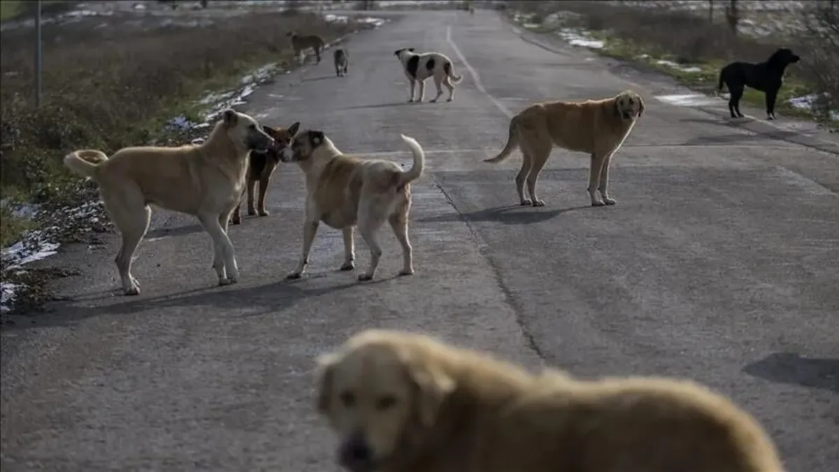 Sahipsiz köpek saldırıları: 2 belediye başkanına soruşturma, 1'ine ön inceleme