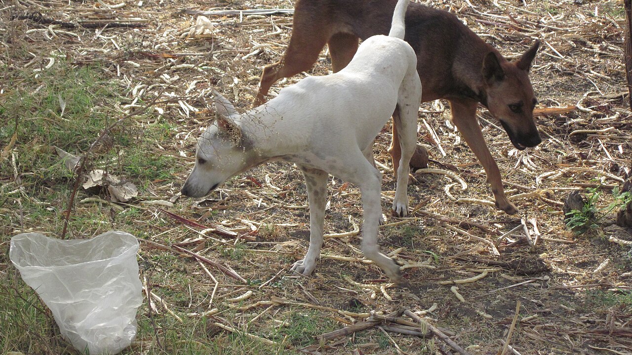 Sahipsiz Köpek Saldırısı: Saray Belediye Başkanı Hakkında Soruşturma İzni Çıktı