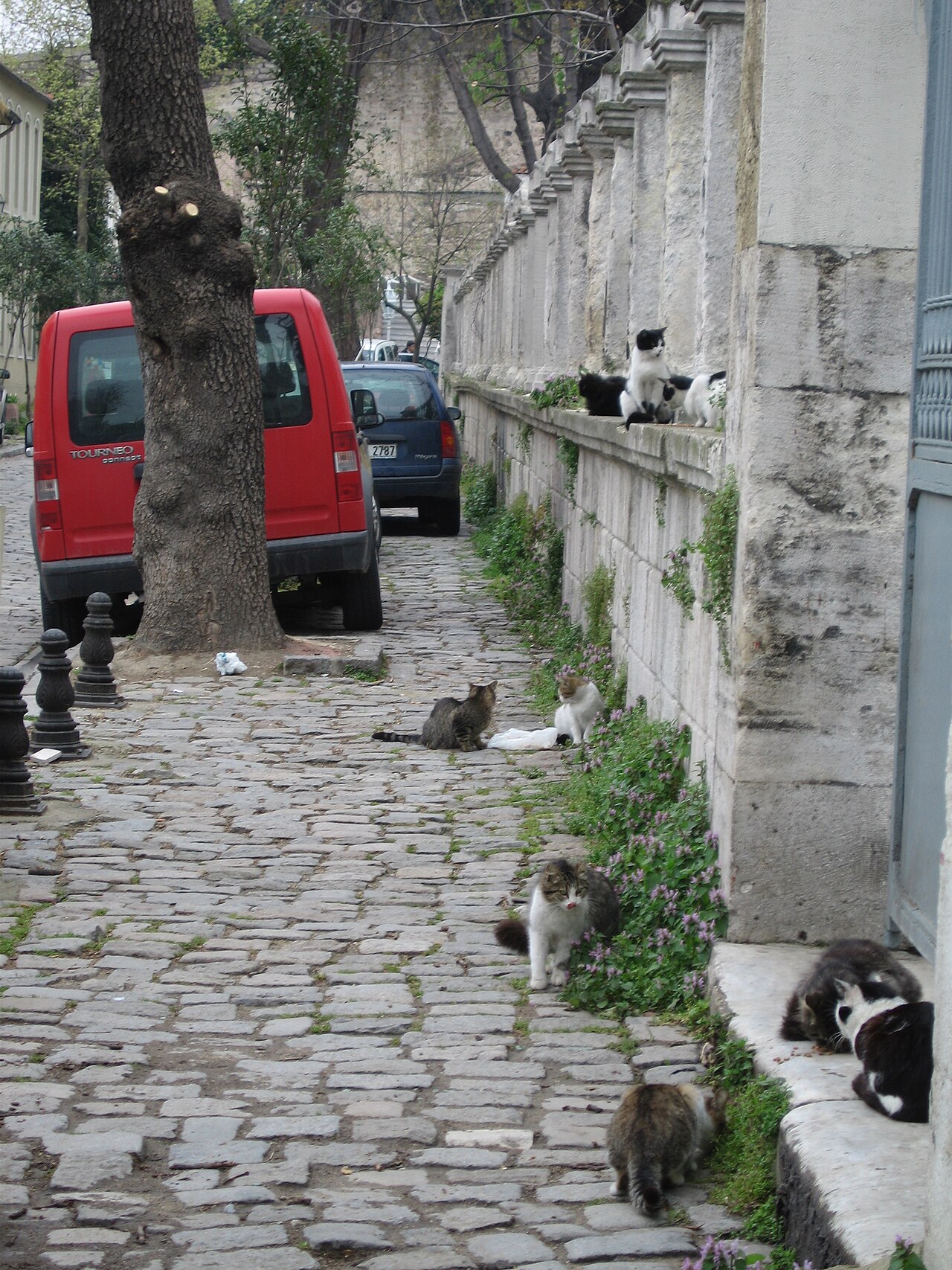 Sahipsiz köpek saldırısında Ankara'da emsal karar: İdareye ağır fatura