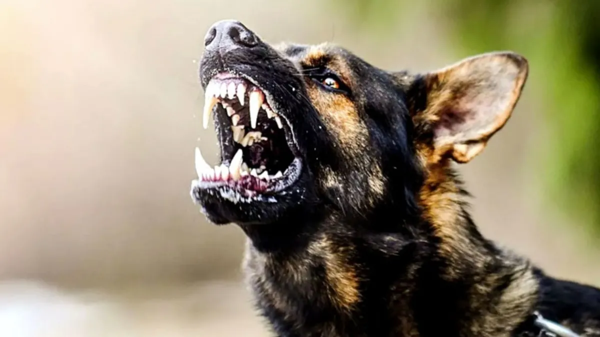 Sahipsiz köpekler 6 ay içinde barınaklara toplanacak: Görevini yapmayan belediyelere acımak yok