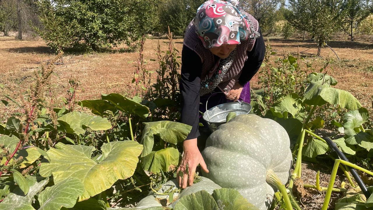 Sakarya'da Bal Kabağı Hasadı: 6 Ay Toprakta Bekleyip 'Elmas' Oluyor