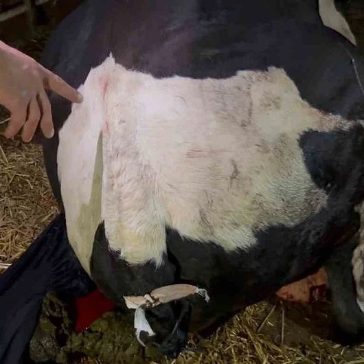 Sakarya'da Komşu Kavgası Danaya Patladı: Kuyruğu Baltayla Kesildi