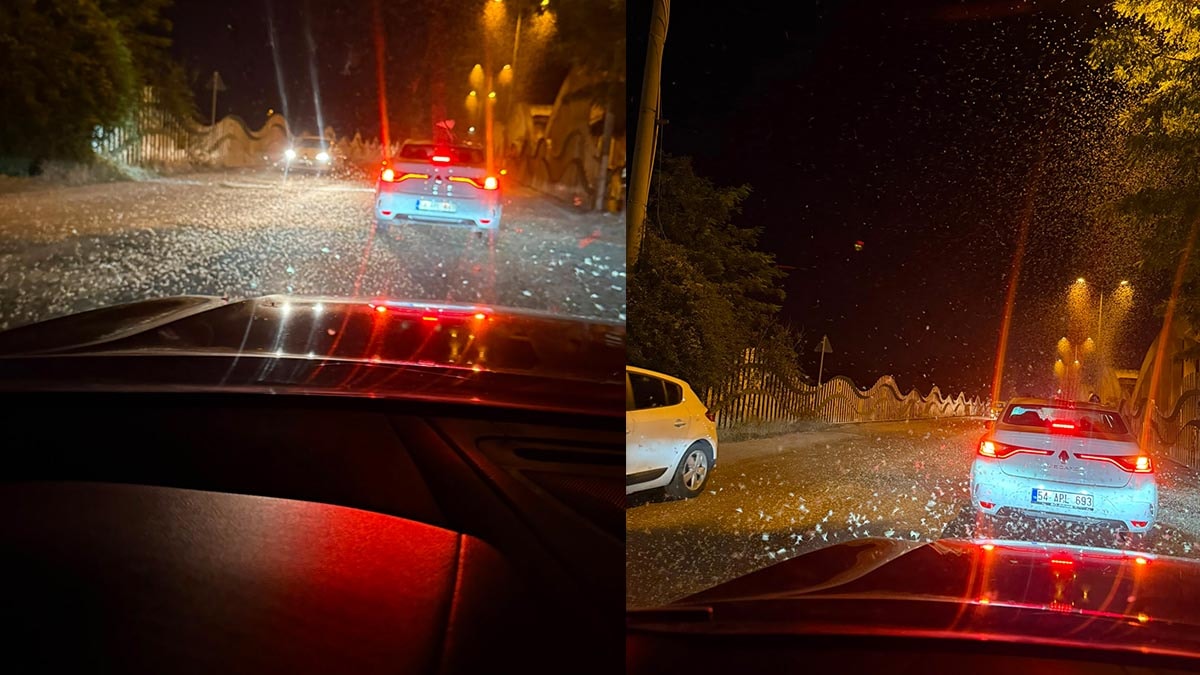 Sakarya'da Milyonlarca Söğüt Kelebeğinin Ölüm Dansı
