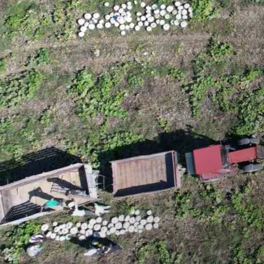 Sakarya'nın tescilli bal kabağı hasadı başladı: Türkiye ve dünyaya yayılıyor