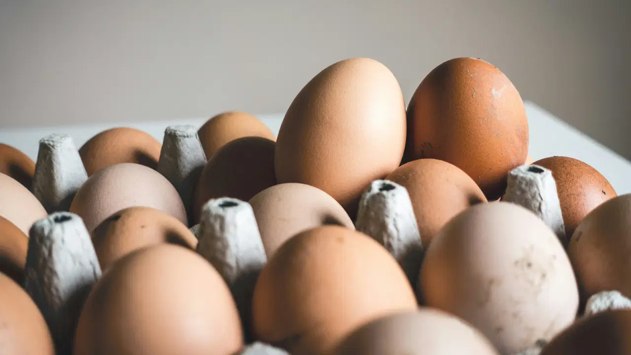 Salmonella Alarmı: Yumurtalar Geri Çağrıldı, 306 Kişi Hastaneye Başvurdu