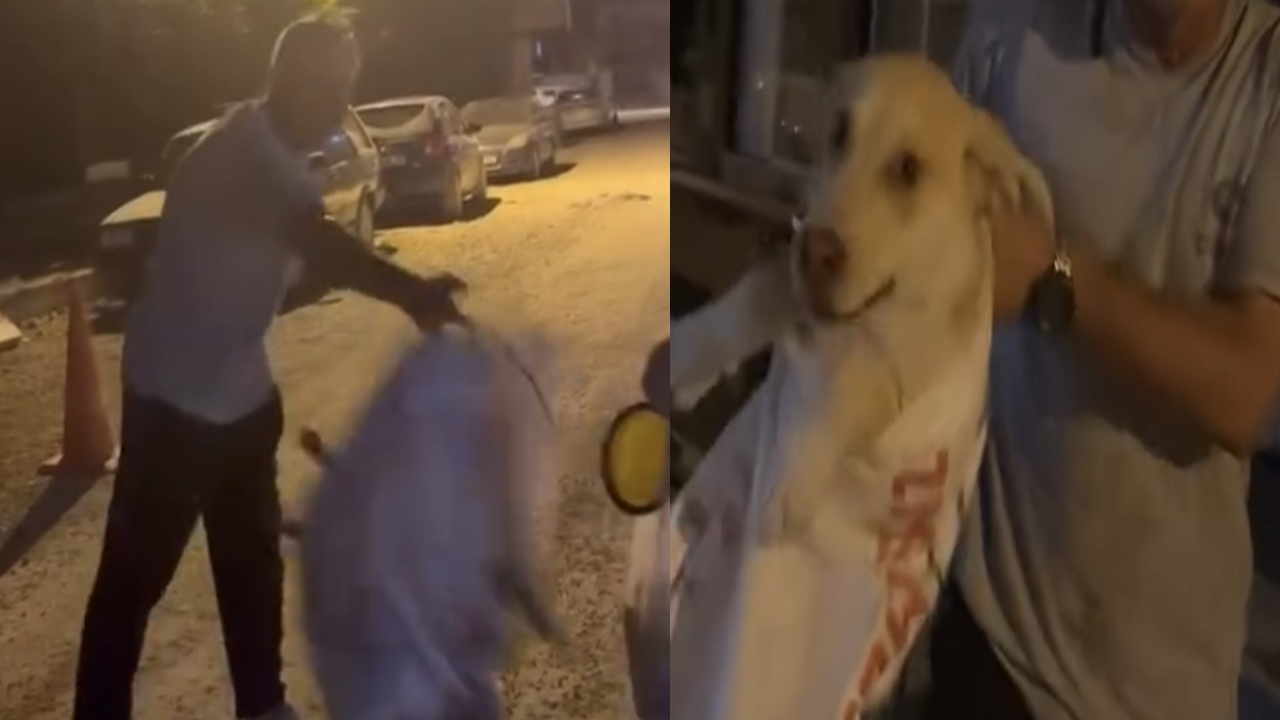 Samandağ'da Çuvala Koyulan Köpeği Hayvansever Kadın Kurtardı