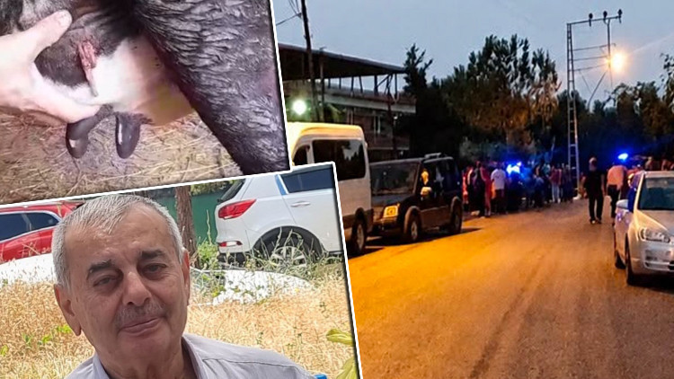 Samsun'daki ölümlü kavgada mermi ineğin memesine isabet etti