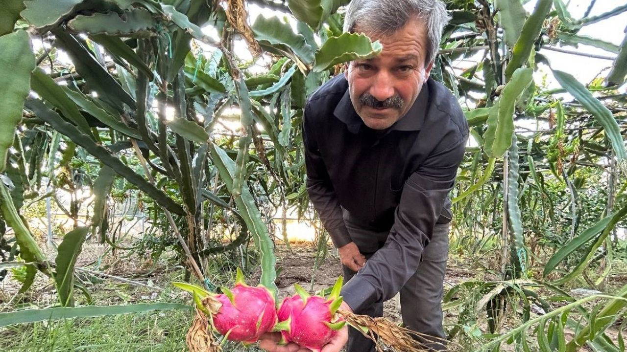 Samsun'da Ejder Meyvesi Fındığa Alternatif Oluyor