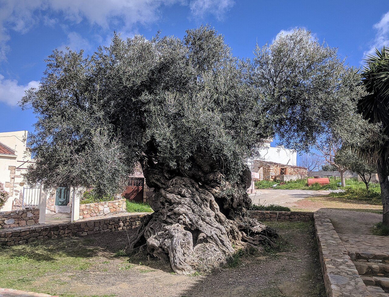 Şanlıurfa'daki 1300 Yıllık Zeytin Ağacı Hâlâ Meyve Veriyor