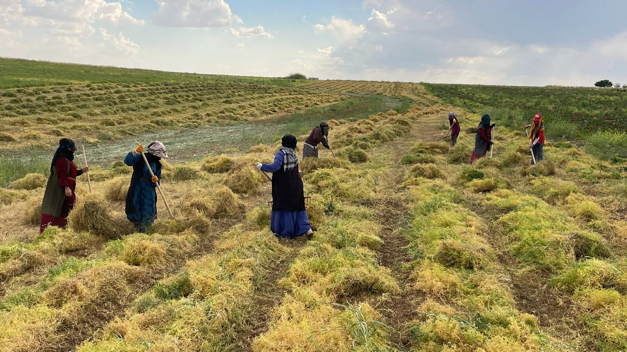 Şanlıurfa'da 'kırmızı altın' mercimek hasadı başladı: Rekor rekolte bekleniyor
