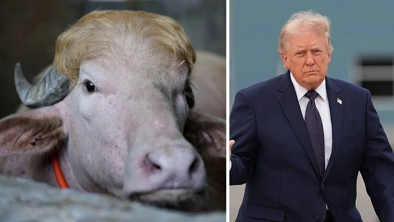 Sarı Kakülü Hayatını Kurtardı: 'Donald Trump' Lakaplı Manda Kesilmekten Son Anda Kurtuldu