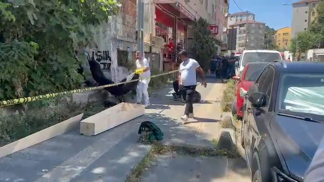 Sarıyer'de kayıp kedi ararken ceset buldu: Olayın perde arkası