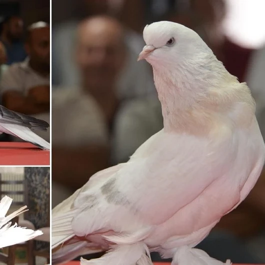 Şebap Güvercinleri Erzurum'da Kırmızı Halıda: 5 Milyonluk Değerler