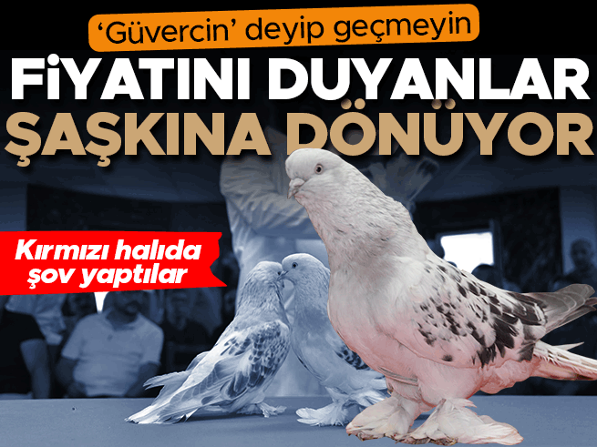 Şebap güvercinleri Erzurum'da kırmızı halıda: 5 milyon liraya alıcı buluyor