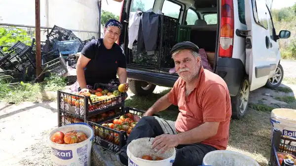 Şekli bozuk diye yüzüne bakılmıyordu! 'Dangalak' domates 100 TL'ye satılıyor