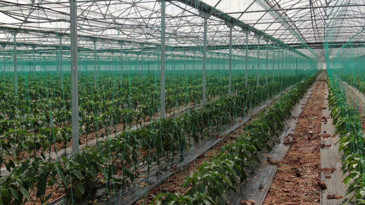 Şekli Bozuk İlanlar İç Piyasaya, Kalitelileri Sınır Ötesine: Halde 60 TL, Markette 120 Lira