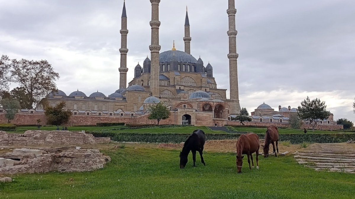 Selimiye Meydanı'nda Başıboş Atlar Otladı
