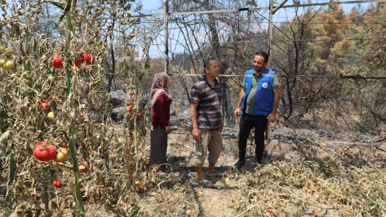 Seydikemer'de Yangının Yaraları Hızla Sarılıyor