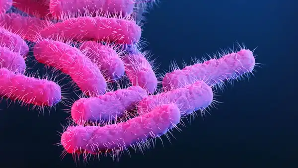 Shigella Enfeksiyonu Cinsel Yolla Bulaşıyor, Antibiyotiklere Direnç Artıyor