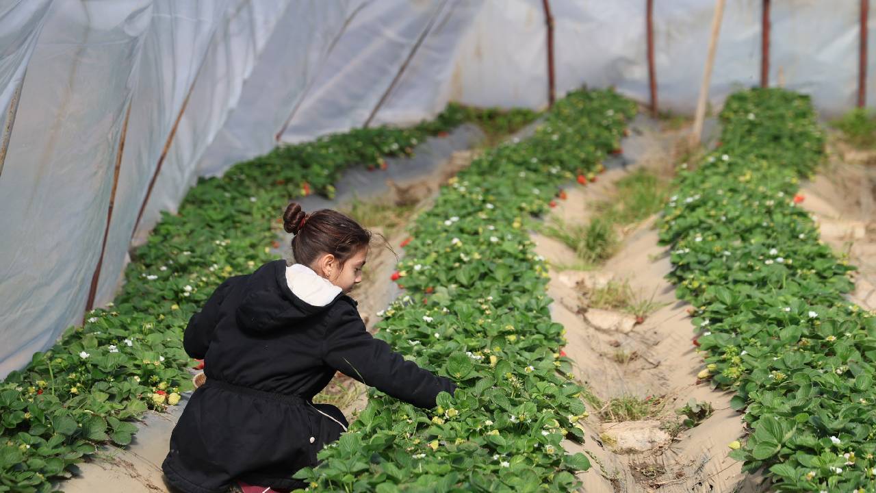 Sıfırdan çilek üretimine başlayan çiftçi ilk hasatta 1 ton mahsul aldı