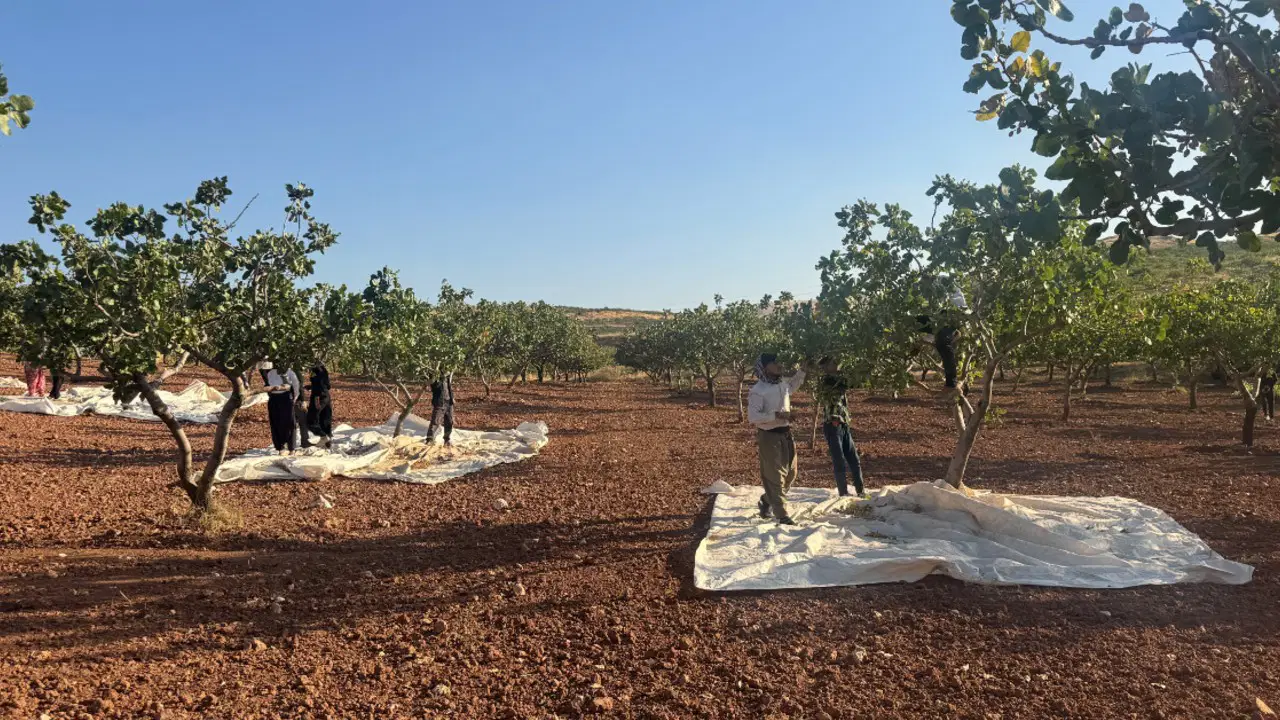 Siirt Fıstığında Hasat Sezonu Başladı: Sabahın İlk Işıklarıyla Başlayan Emek