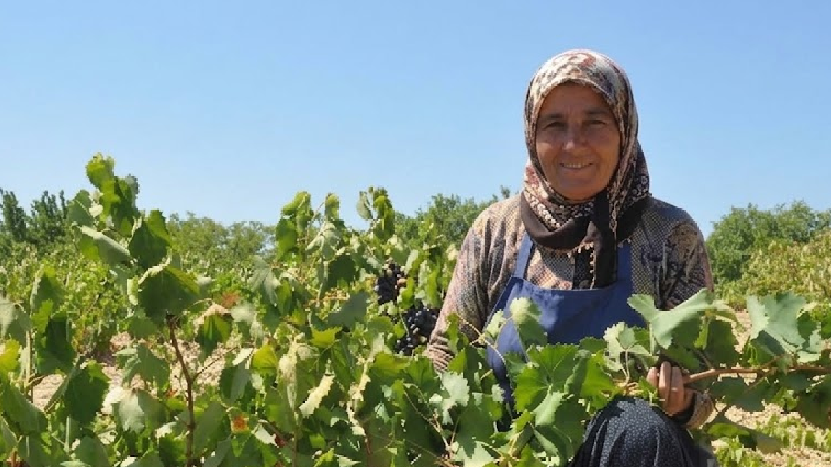 Siirt'te Fıstık Hasadı Başladı: Değeri Her Geçen Gün Artıyor