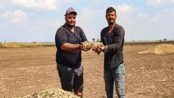 Siirt'te 'Yeşil Altın' Fıstık Hasadı Hırsızlık Korkusuyla Erken Başladı