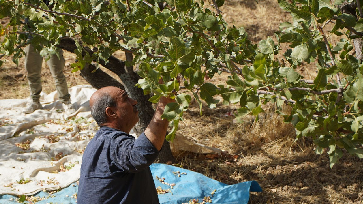 Siirt'te Üreticiler Hırsızlık Korkusuyla Erken Hasada Başladı