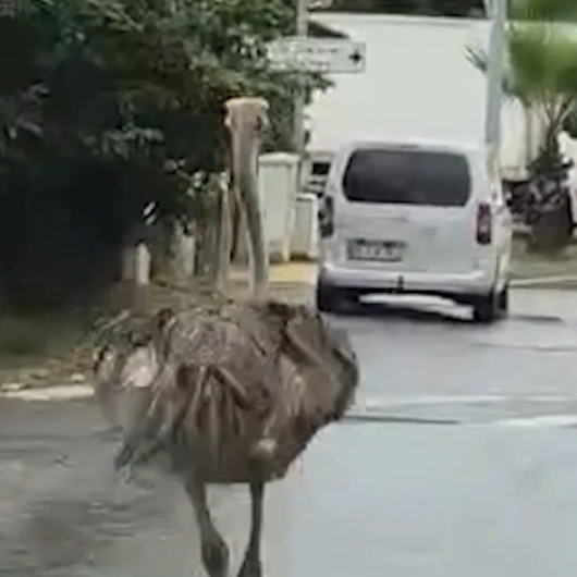 Şile'de Firari Deve Kuşu Trafiği Karıştırdı