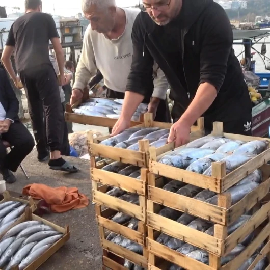 Şile'de Palamut Bolluğu: Kasa 600 TL'den Alıcı Buldu