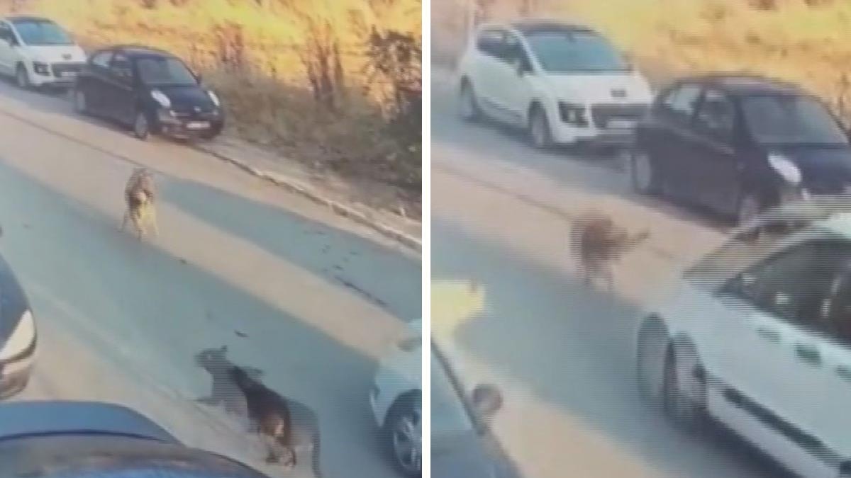 Silivri'de köpeği ezip öldüren sürücü tutuklandı