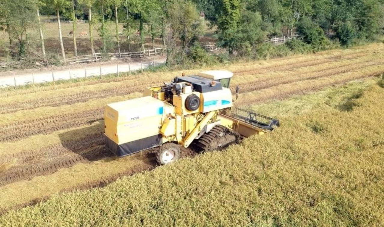 Sinop'ta Çeltik Hasadı: 900 Çiftçi Tarlada, 32 Bin Ton Rekolte Bekleniyor