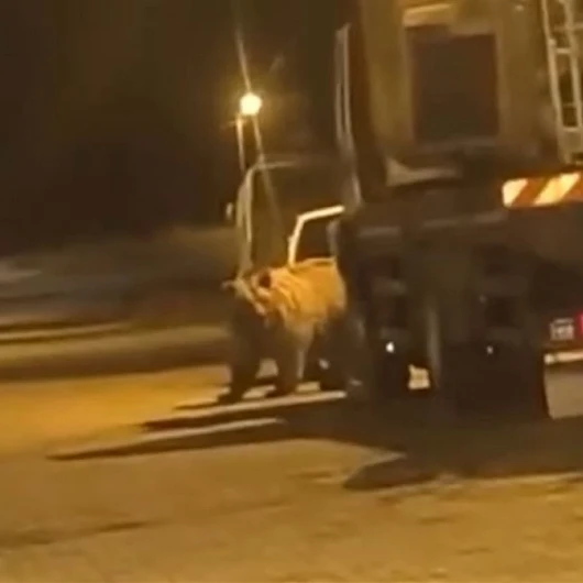 Sinop Saraydüzü'nde Ayı Gece Yarısı Araçlar Arasında