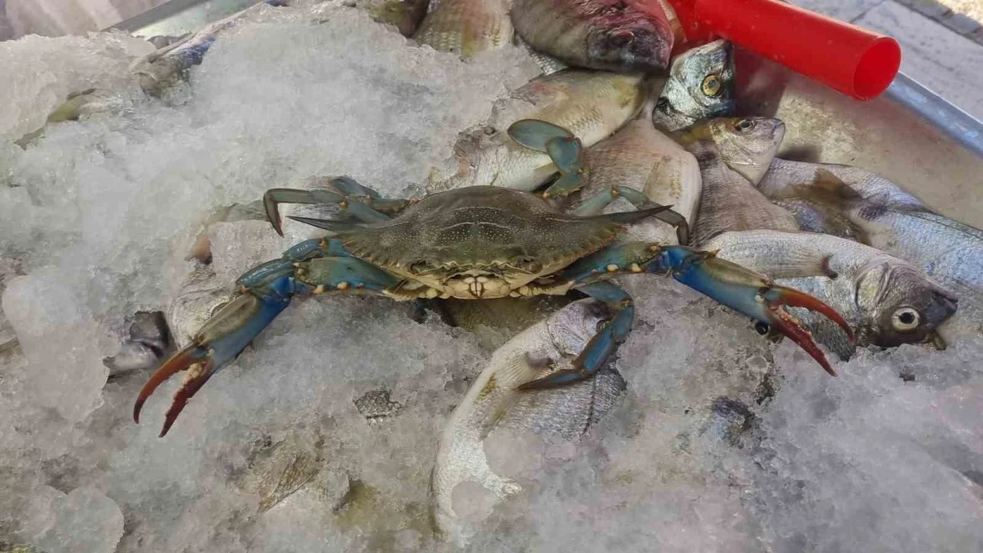 Sinop'ta balıkçı ağlarına nadir mavi yengeç takıldı