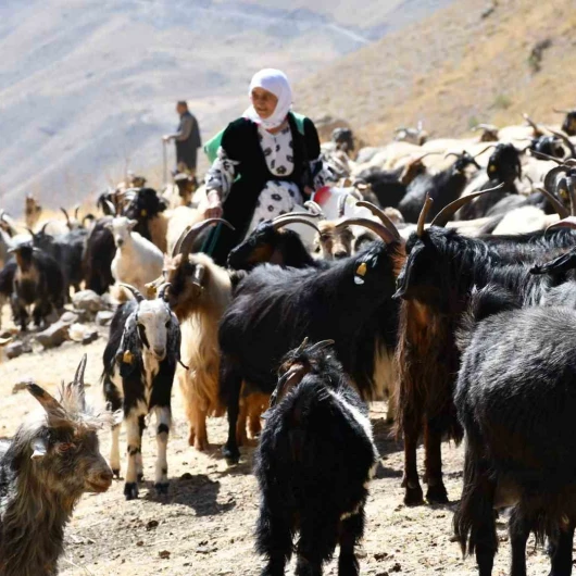 Şırnak'ta Organik Tereyağın Kilosu 10 Bin TL'yi Buldu
