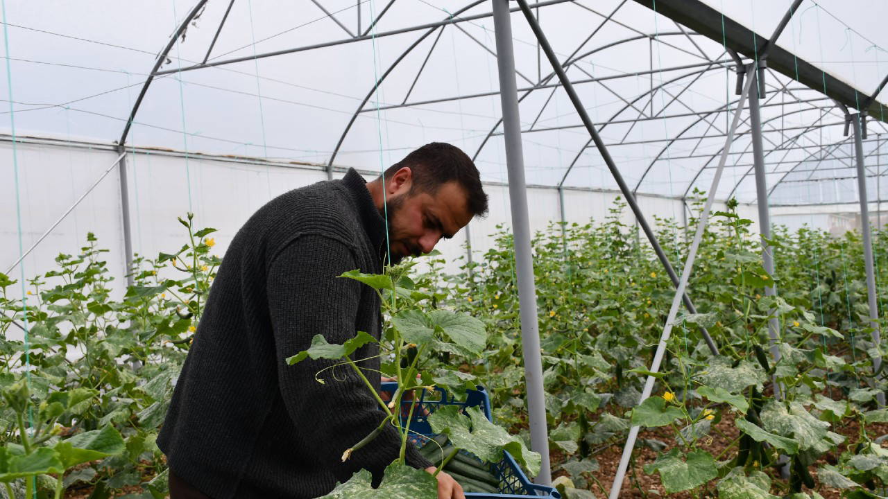 Şırnak'ta Seracılık: Kilosu 35 TL Ama Pazar Yok