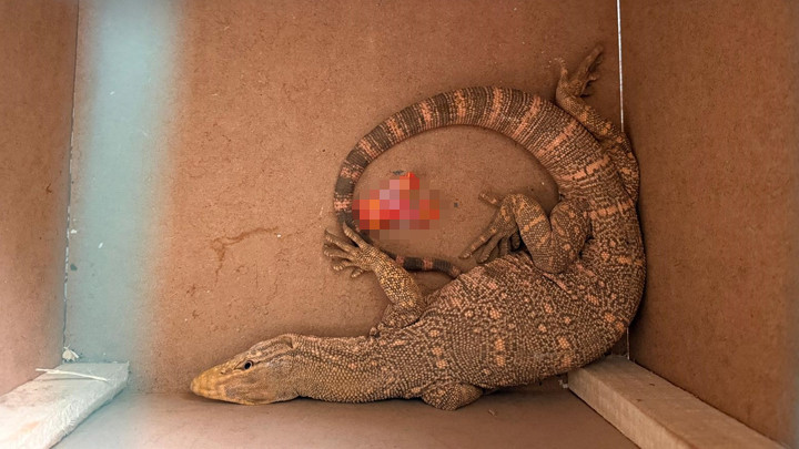 Şırnak'ta ikinci kez görülen çöl varanı tedavi edilip doğaya salındı