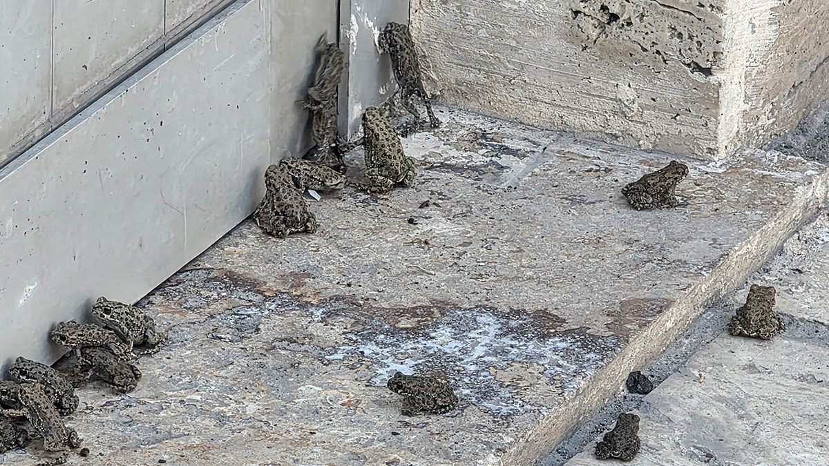 Sivas’ta sağanak sonrası yavru kurbağalar yola çıktı
