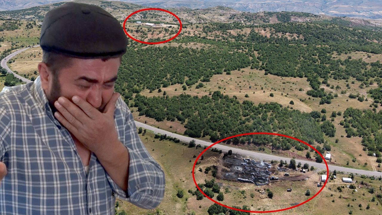 Sivas'ta Buzağı Ölümleri: Mangal Kömürü Tesisi Şüphesi