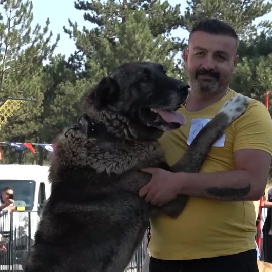 Sivas'ta Kangal Köpekleri Güzellik Yarışmasında Podyuma Çıktı