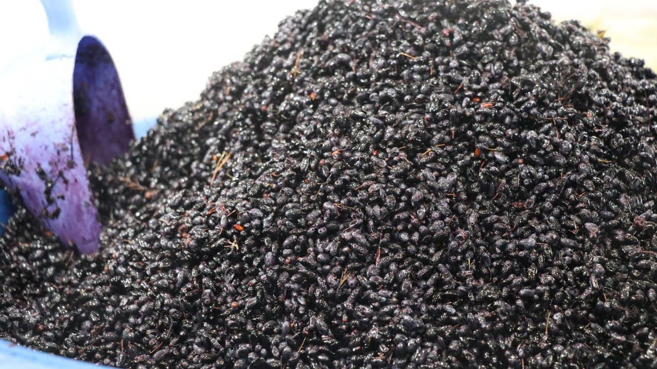 Sivas'ta Karamuk Meyvesi Tezgahlarda: Kilosu 70-100 TL