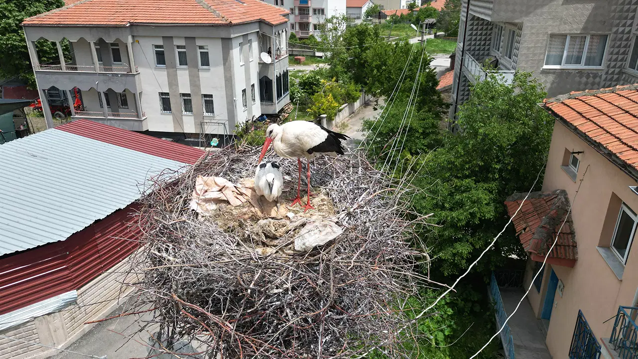Sivas'ta 'leylekli mahalle' sakinleri doğaya sahip çıktı