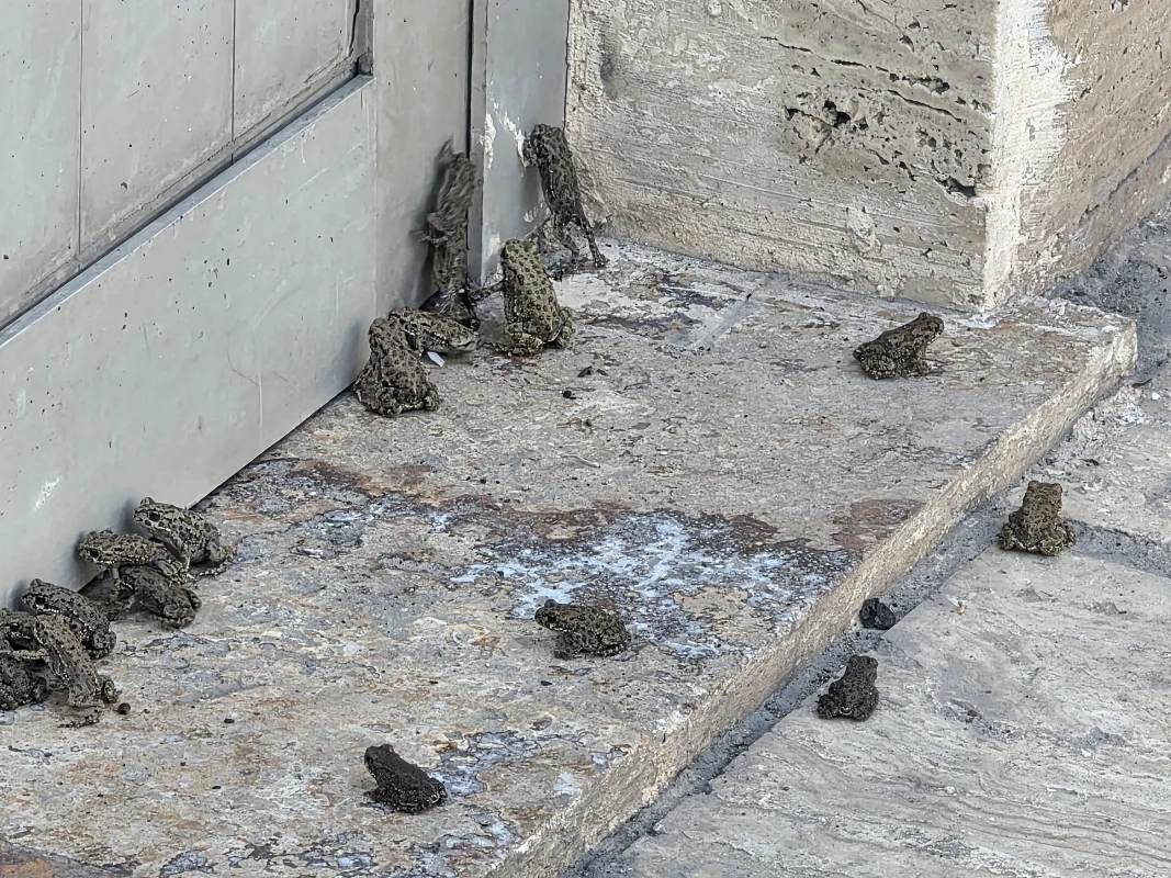 Sivas'ta yağmur sonrası karayolu ve akaryakıt istasyonu kurbağa istilasına uğradı