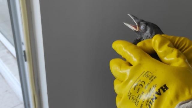 Slovenya'da Ölü Kargalarda Batı Nil Virüsü Alarmı
