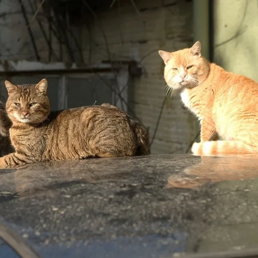 Sokak Hayvanları Besleme Krizi Büyüyor: Kedi Popülasyonu Kontrolsüz Artıyor