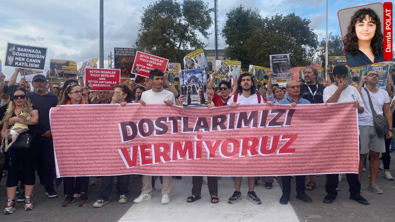 Sokak Hayvanları İçin Karanlık Bir Ay: Toplama, Yasak ve Cezasızlık